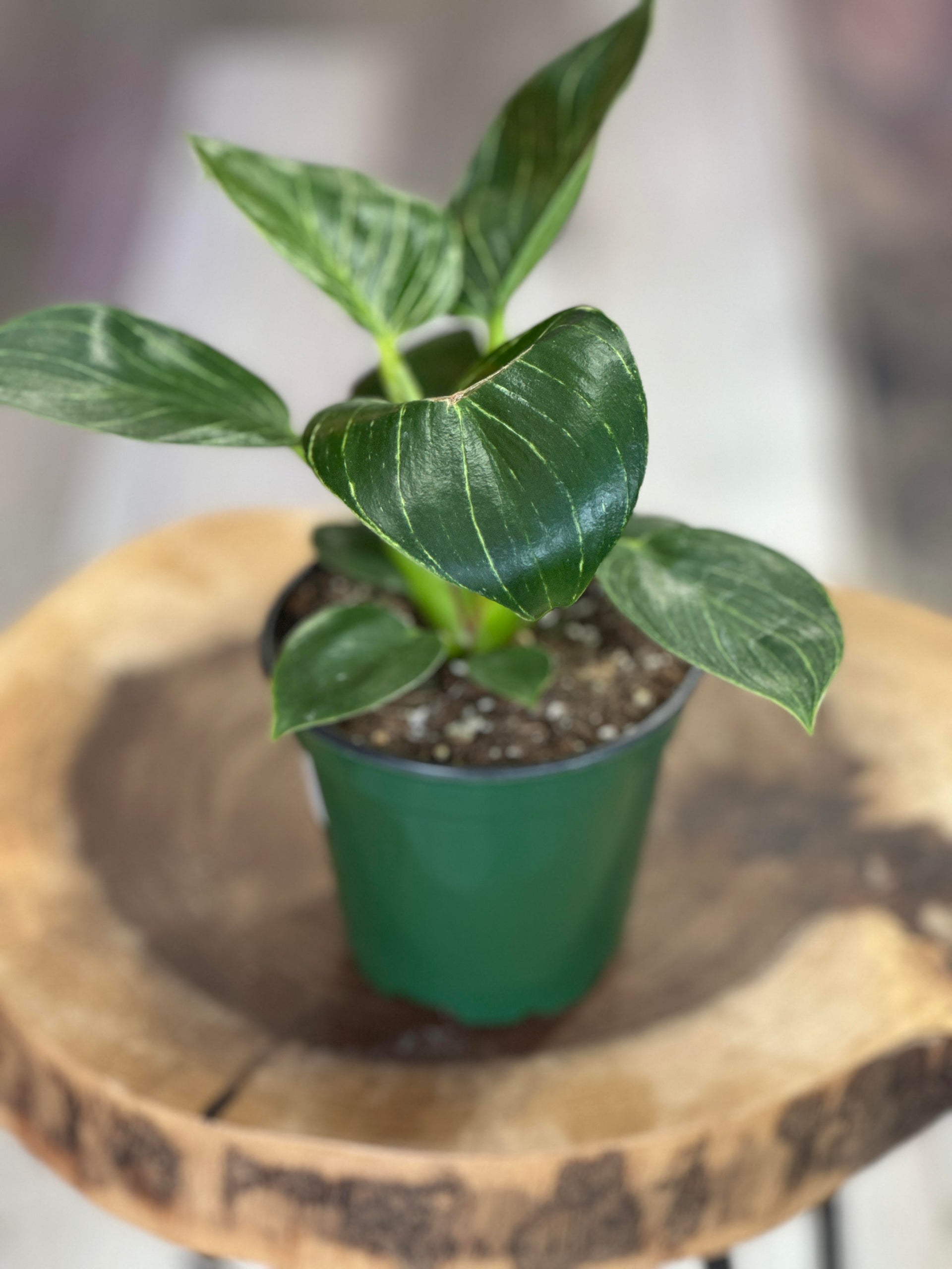birkin pothos Philodendron Birkin 4inch – Plant Lovers
