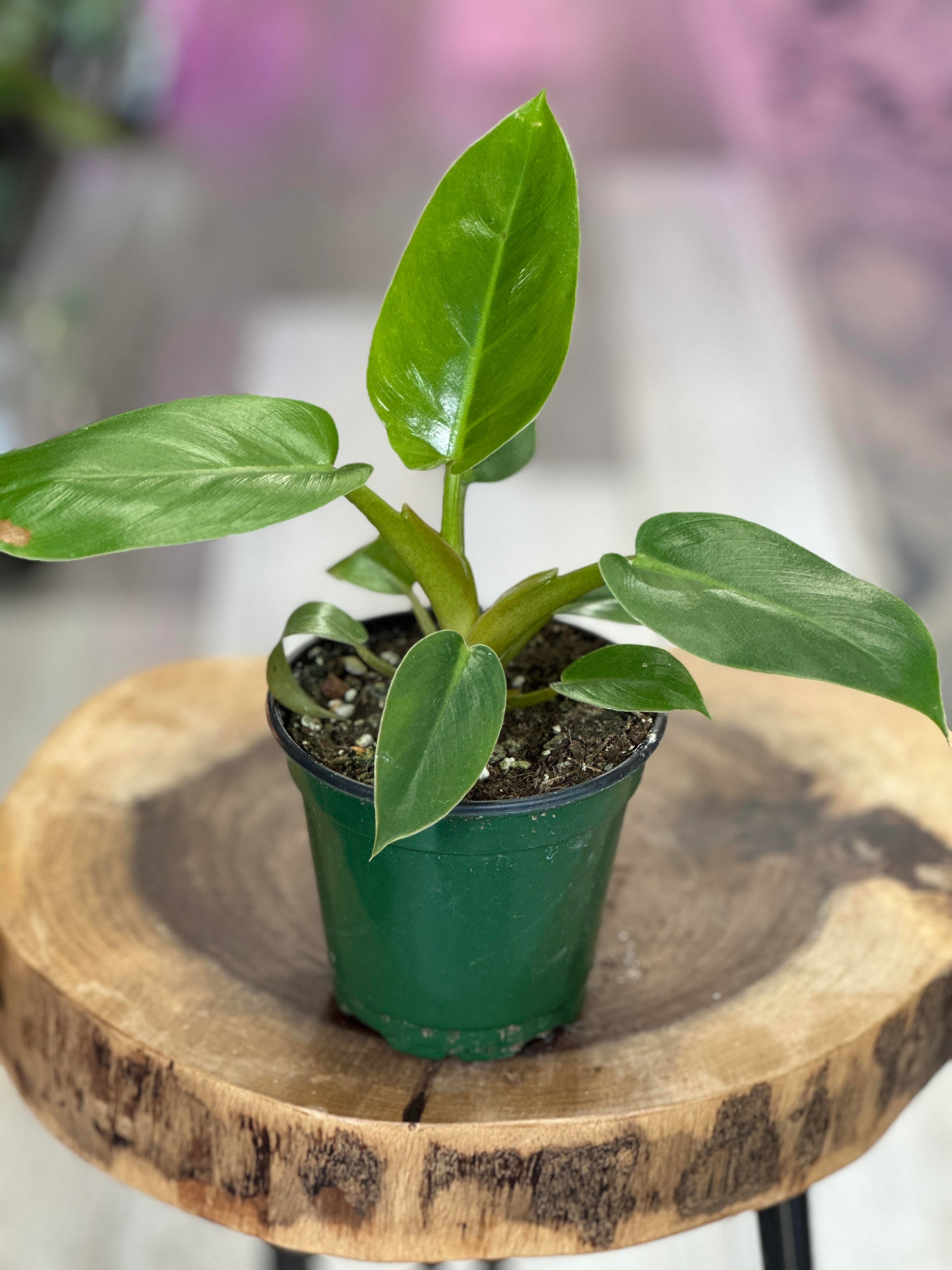 philodendron giganteum for sale philodendron giganteum-4 inches pot – Plant Lovers