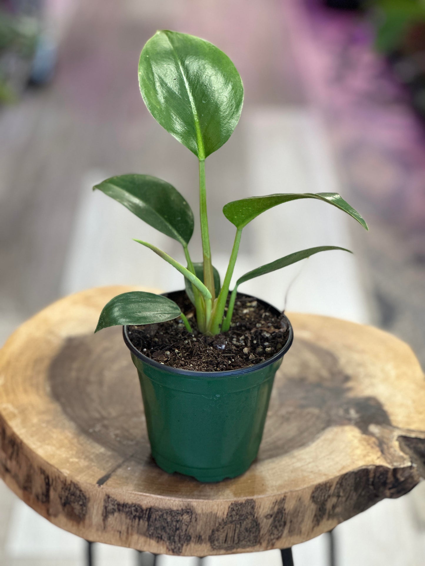 philodendron green 4 philodendron congo green- 4 inches pot
