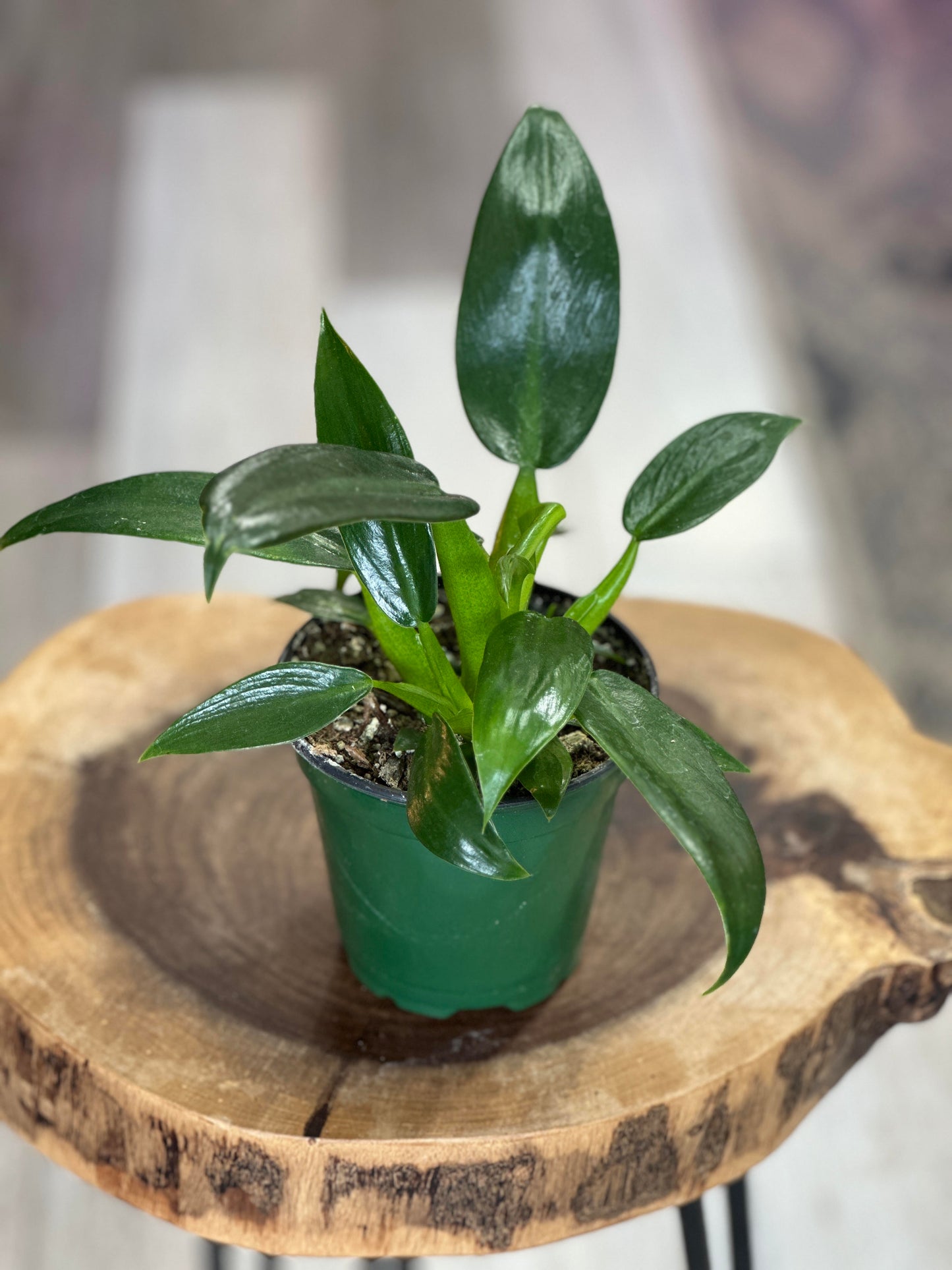 philodendron fat boy- 4 inches pot