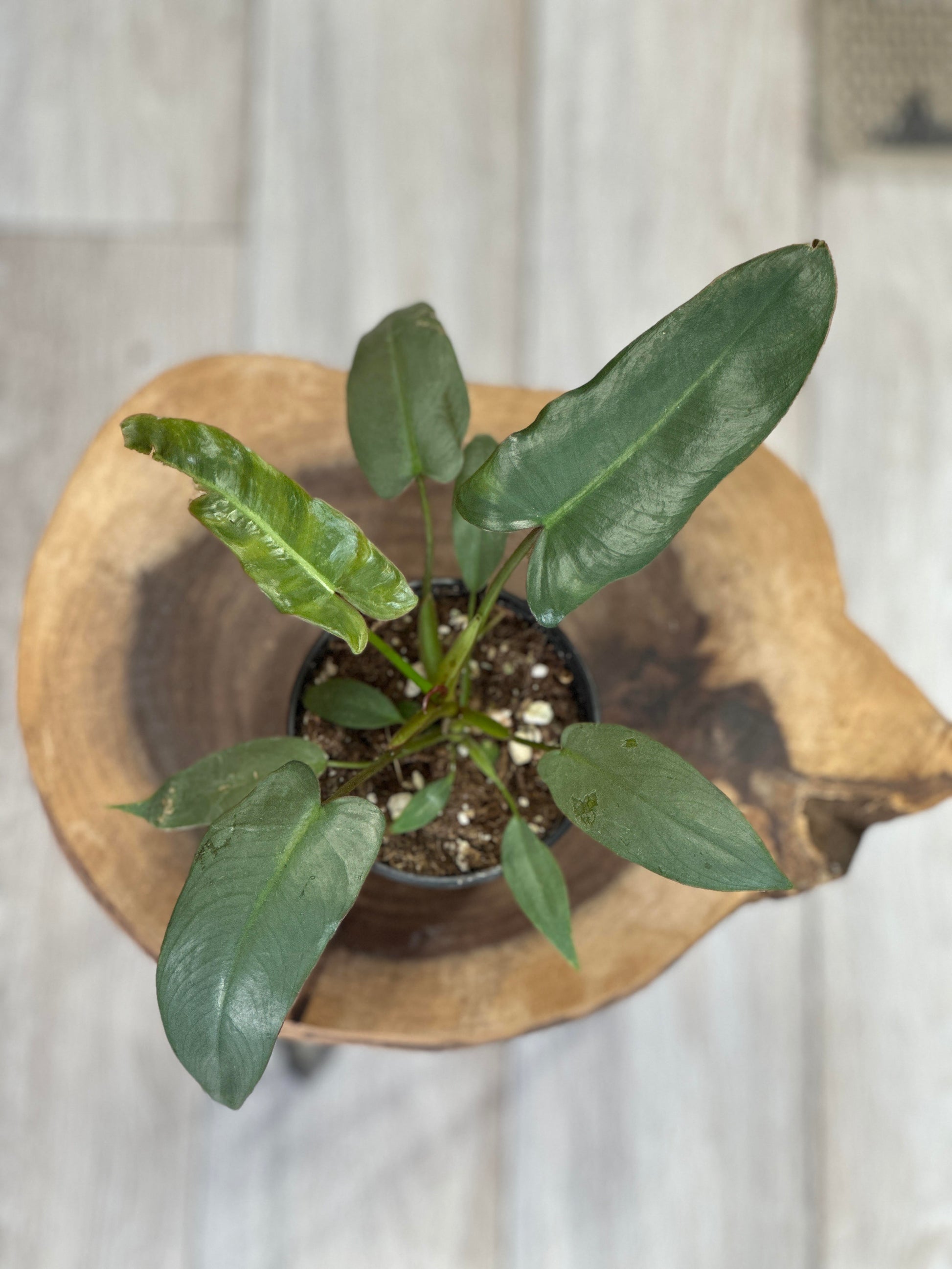 philodendron atabapoense for sale philodendron atabapoense-4 inches pot – Plant Lovers