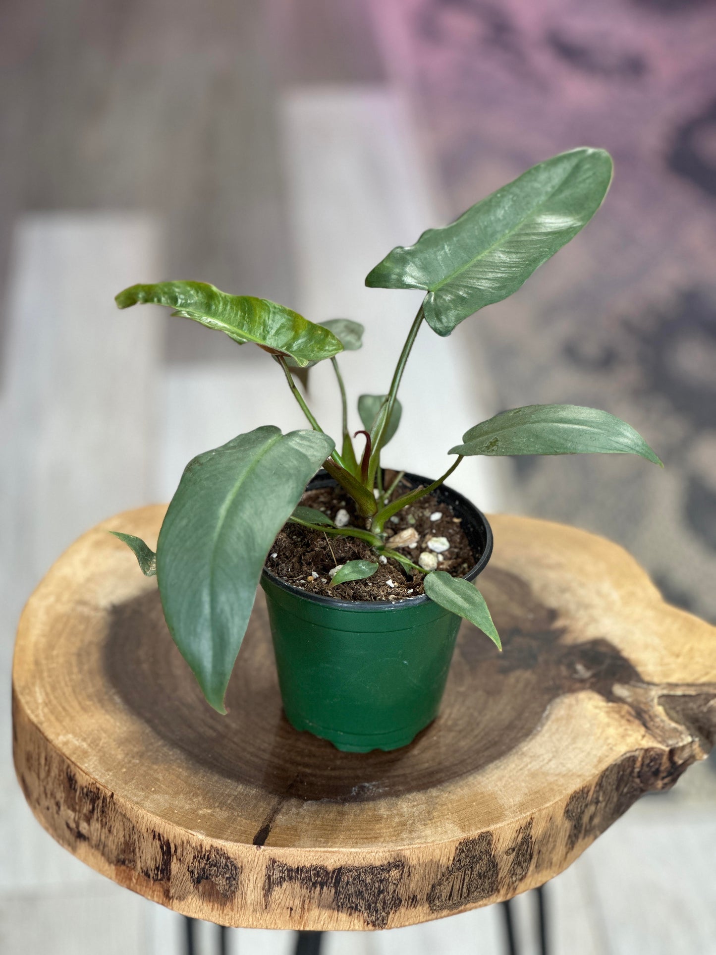 philodendron atabapoense-4 inches pot