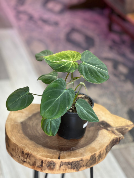 philodendron gloriousum-4 inches pot