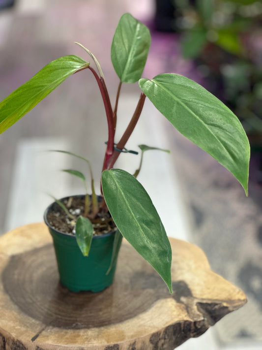 philodendron red emerald- 4 inches pot