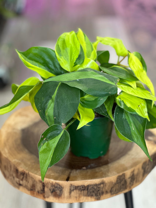 Philodendron Brazil-4 inches pot