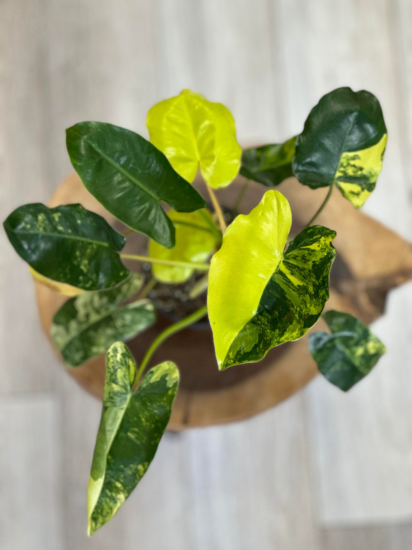 Philodendron Burle Marx Variegata-4 inches pot