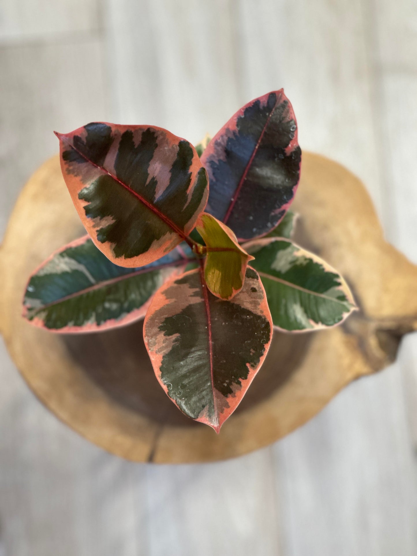 Ficus Elastica Ruby-4 inches pot