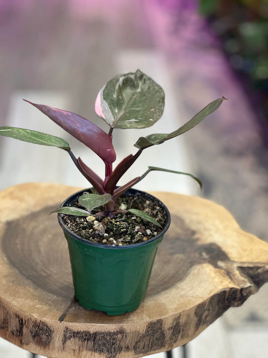 Philodendron Pink Princess- 4 inches pot