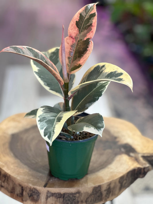 Ficus Elastica Tineke- 4 inches pot